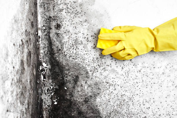 Best Crawl Space Mold Removal  in Belgrade, MT
