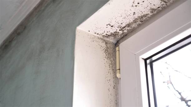 Best Mold Damage Repair  in Belgrade, MT