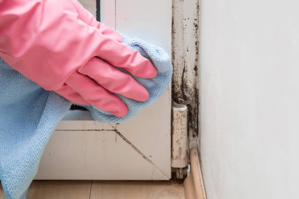 Professional Mold Removal in Belgrade, MT